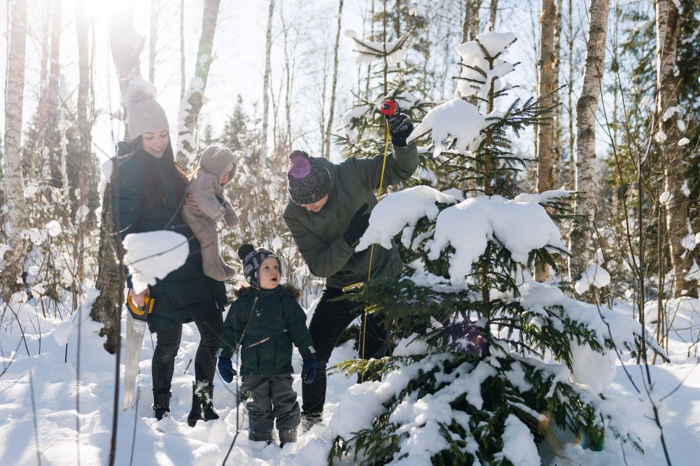 Jõulukuusk riigimetsast
