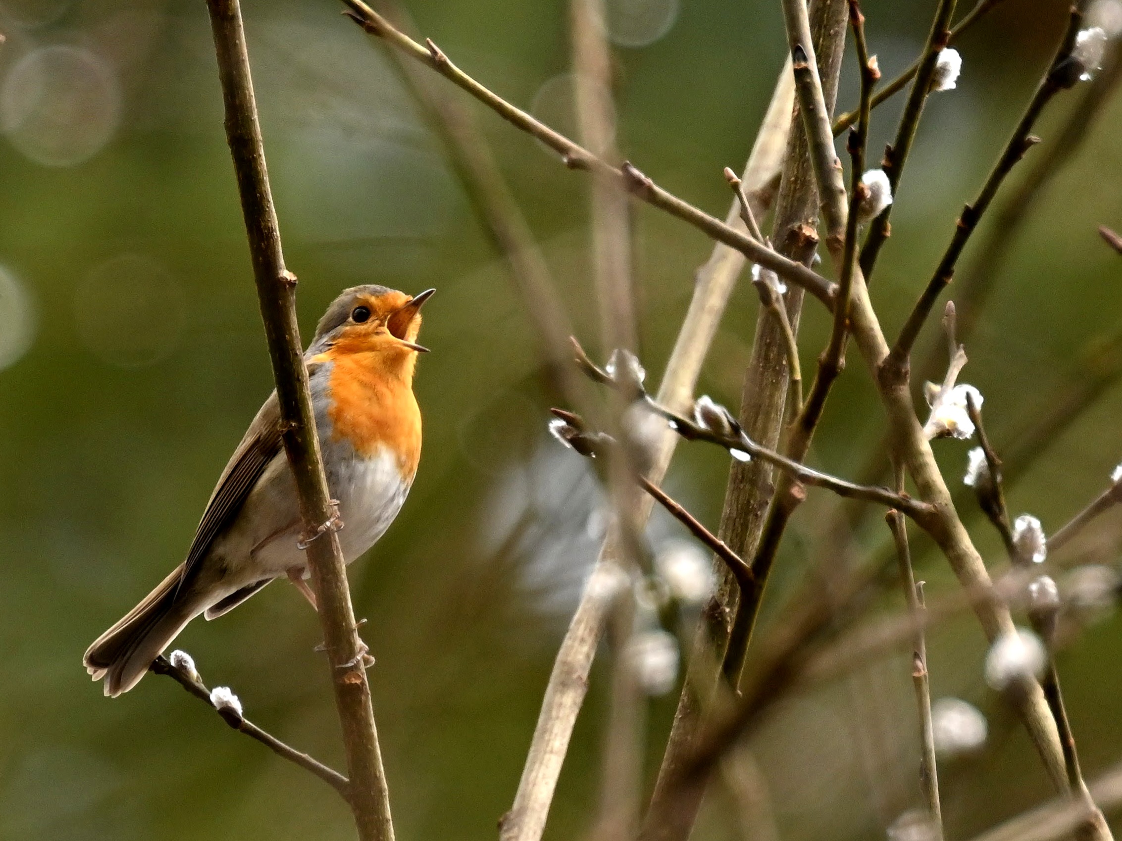 Põlva Vallavalitsus